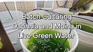 Batch Culturing Daphnia and Moina in Live Green Water [upl. by Atinej920]