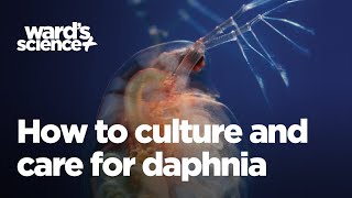 Caring and Culturing for Daphnia [upl. by Gnilsia]