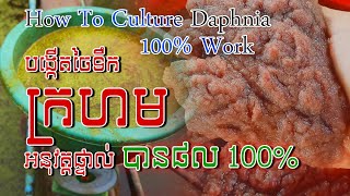 Tutorial how to culture daphnia​ real show  របៀបបង្កើតចៃទឹកក្រហមដោយអនុវត្តផ្ទាល់  Daphnia culture [upl. by Donelle541]