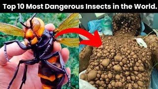 10 Most Deadliest Insects In The World  dangerousinsects [upl. by Acinnad]