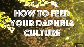 How To Feed Your Daphnia Culture [upl. by Orelia]