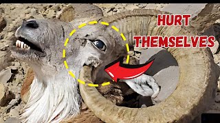 The Most Shocking Ways Animals Intentionally Harm Themselves [upl. by Ajssatsan]