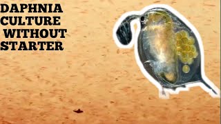 HOW TO CULTURE DAPHNIA NATURALLY WITHOUT A STARTER [upl. by Nnasus194]