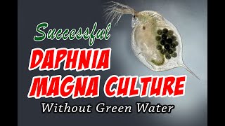 How to Cultue Daphnia Magna the Easy Way [upl. by Wilkins]