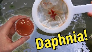 How I Culture Daphnia In Outdoor Tubs [upl. by Fridlund]