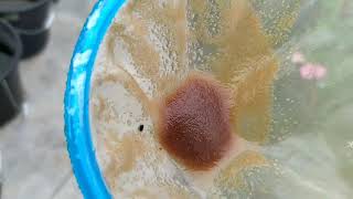 How to culture daphnia moina in a small container Part 1 English Subtitle [upl. by Haodnanehs]