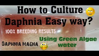 Daphnia MagnaHow to Culture Daphnia Easy wayCulturing Daphnia using Green water Daphnia [upl. by Adnomar242]