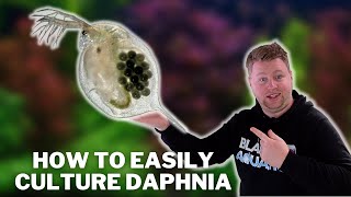 Great Live Fish Food  How to Easily Culture Daphnia  Water Fleas and What to Avoid [upl. by Yancey65]