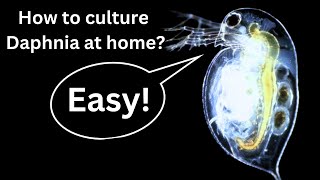 BEST Live Fish Food Beginner guide How to Culture Daphnia at home [upl. by Asssilem]