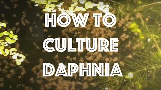 How To Culture Daphnia Magna [upl. by Erickson]