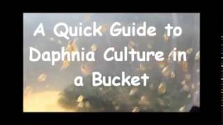 How to culture daphnia outside [upl. by Michaeu988]