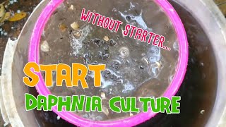 How to culture daphnia moina the easy way 1  Starting the Daphnia culture [upl. by Lipfert]