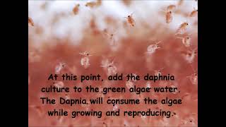 Daphnia  How to grow daphnia in your home [upl. by Hughett79]