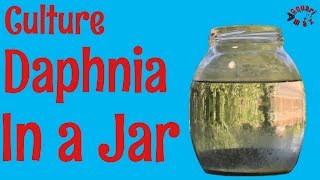 How to Culture Daphnia in a Jar [upl. by Ernst]