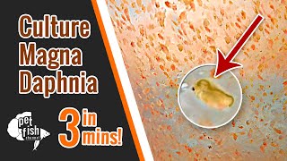 How to culture DAPHNIA MAGNA  The easy way [upl. by Agee]