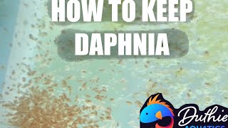 How to do a Daphnia Culture [upl. by Idnym]