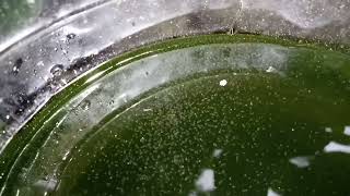 DAPHNIA MOINA CULTURE IN A SMALL BUCKET [upl. by Rasure]