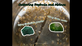 How To Culture Daphnia and Moinas using Green Water Spirulina powder [upl. by Ojaras644]